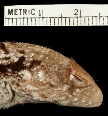 Media type: image;   Herpetology R-42056 Aspect: head lateral